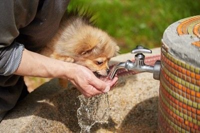 蛇口から水を飲む、ポメ