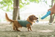 犬が散歩中に水を飲まない『4つの原因』脱水を防ぐためにはどうしたらいいの？