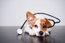 腫瘍じゃない！犬の「脂肪織炎」って知っていますか？【獣医師執筆】