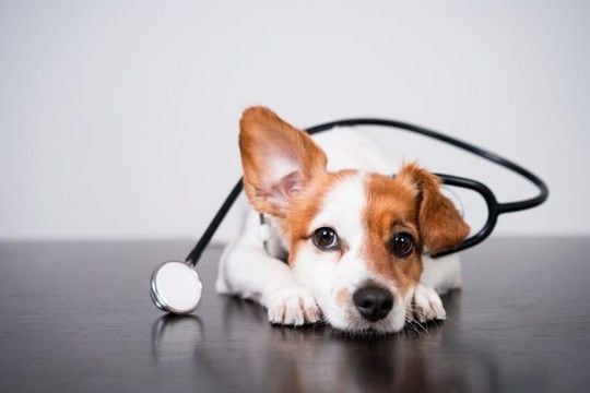 腫瘍じゃない！犬の「脂肪織炎」って知っていますか？【獣医師執筆】