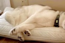 『今日は病院の日』と察した大型犬→文句を言いまくって…子どものように『抗議しまくる光景』が27万再生「こんなに話す？」「初めて見たｗ」