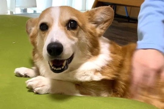 大好きな兄に撫でられてご満悦な犬→撫でるのをやめ、ママに触ろうとした結果…想像を超える『ブチギレ』が17万再生「圧がw」「ムキ顔可愛い」