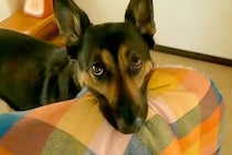 犬に買ってあげた『ベッド代わりのマット』→『夜、ちゃんと使ってくれるかな』と思ったら…想像と違う『使い方』が14万再生「賢い」「布団ｗ」