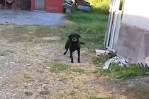 おじいちゃんの家に行くと、なぜか『鎖に繋がれた犬』がいて…思わず涙する『家族を二度失った犬の物語』が9万再生「最高の顔」「絶対に幸せだ」