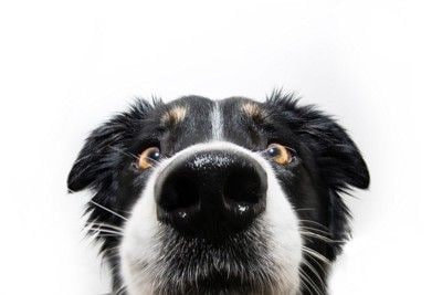 犬の鼻のアップ