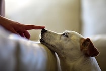 犬が『鼻を鳴らす』のはなぜ？5つの理由や治療が必要な危険な症状まで解説