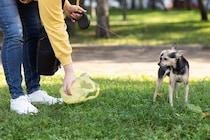 犬が外で『ウンチ』をしたときの絶対NG行為5選　避けるべきタブー行動や飼い主が守るべきマナーまで