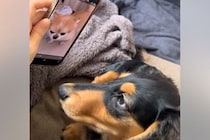 LINEで送られてきた『片思い中のワンコの映像』を見た犬→画面に釘付けになり…『まさかの行動』が44万再生「熱烈ｗ」「純愛すぎる」と絶賛