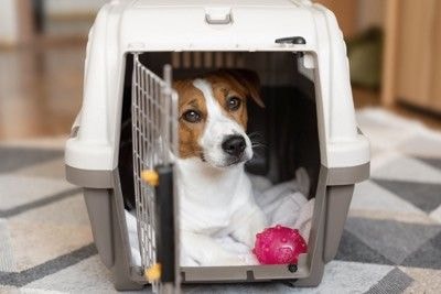 クレートに入る犬