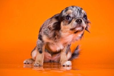 怖がる犬