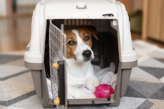 犬が『不安になっている』ときにする行動5つ　愛犬を落ち着かせるために飼い主にできることはあるの？
