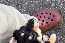 赤ちゃん犬が『初めて外の世界を自力で歩いた』結果→たったの2分後…あまりにも愛おしい光景に5万いいね「不安いっぱいだね」「大物になる」