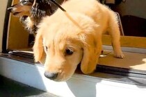 赤ちゃん犬の『初散歩』→『楽しんでいるな』と思ったら、100メートル進んだ地点で…予想外の展開に反響「大冒険だよねｗ」「保育園児みたい」