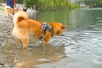 川で遊ぶ『泳いだことがない犬』→突然足場を失ってしまい『大ピンチ』かと思いきや…予想外の光景に反響「必死な顔が可愛いｗ」「頑張ったね」