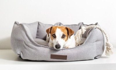 犬用ベッドに入る犬