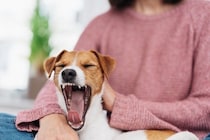 犬の『危険なあくび』5選　病気かどうかを判断する方法や仕草に隠された意味とは？