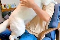 『近所の小型犬』を抱っこした結果→見ていた大型犬が嫉妬して…自分の大きさをわかっていない『愛おしい光景』に反響「甘えん坊」「子供みたい」