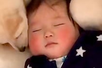 キッチンで作業中、ふと足元を見た結果→寝ている赤ちゃんに犬が…可愛いが渋滞している『尊い光景』が14万再生「カチューシャみたいｗ」と絶賛