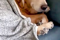 ママが帰ってくると『ニコニコの笑顔』でお出迎えする大型犬→娘の場合は…わかりやす過ぎる『表情の差』が45万再生「両方可愛い」「落差ｗ」