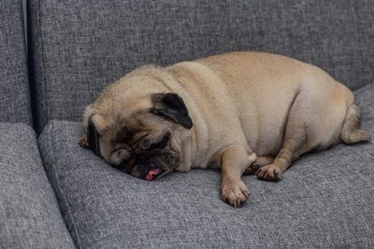 犬が飼い主に『無防備な姿』をみせる理由とは？愛犬にそばで安心してもらう方法までご紹介