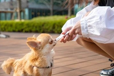 ちゅーるをもらう犬