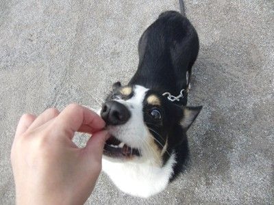 おやつを貰って食べる犬