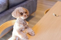犬におすすめな『ご褒美のあげ方』5つ　しつけに役立つ与え方や一日の適正量まで