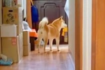 玄関で犬が吠えたので叱った結果→『すぐ部屋に戻ってくる』と思いきや…子供のような『愛おしい反応』に反響「可愛らしい目」「悲しいもんねｗ」