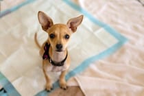 犬の下痢に気づいたら…こんな可能性があるので受診を【獣医師執筆】