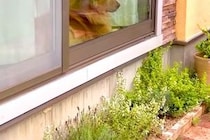 大型犬に留守番させた結果→『帰りを喜んでくれるかな』と思ったら、窓際で拗ねていて…わかりやす過ぎる『表情』が79万再生「人間みたいで草」