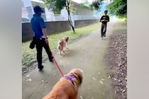 『居るはずのないお兄ちゃん』が散歩中にそばを通ったら、大型犬はどうするか？検証したら→思わず笑顔になる『再会の光景』に「嬉しいね」の声