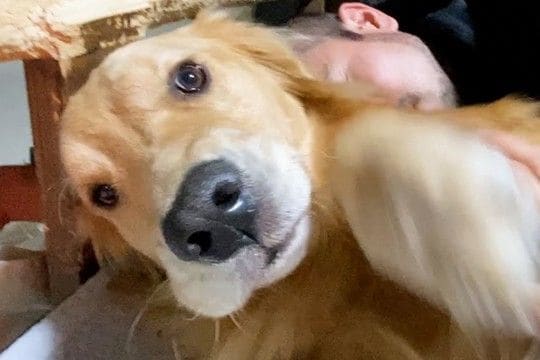 ママに撫でられて嬉しそうな大型犬→隣で寝ているパパを撫でてみた結果…わかりやす過ぎる『態度』が38万再生「期待以上の反応w」「可愛すぎ」