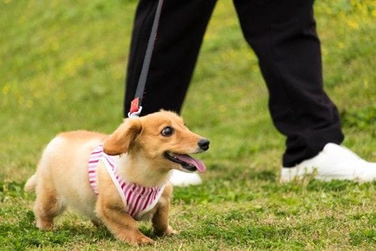 『長時間の散歩がNGな犬』の特徴4選 運動のしすぎによるリスクや適切な歩行時間まで