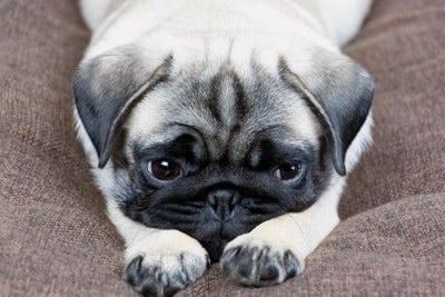 物憂げな表情の犬