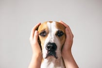犬に苦痛を与える『飼い主のNG行為』5選　デメリットとなる対応や今すぐ改善すべき行動まで