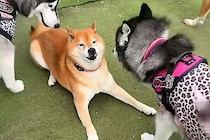 陰キャな柴犬が『陽キャなワンコたち』に囲まれた結果→あまりにも違う『テンションの差』が77万再生「人気者で草」「気難しくて可愛いｗ」