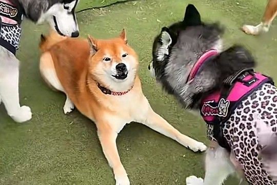 陰キャな柴犬が『陽キャなワンコたち』に囲まれた結果→あまりにも違う『テンションの差』が77万再生「人気者で草」「気難しくて可愛いw」