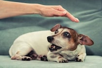 犬が『本気で嫌だ』と思っているときのサイン4つ　我慢の限界に達したワンコがみせる行動とは？