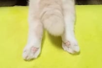 ハスキー犬が『ぬいぐるみを可愛がった』結果→大好きな猫がヤキモチを妬いて…想像以上の『拗ね方』が21万再生「可愛すぎるｗ」「ほっこりした」