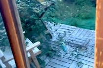 突然の大雨→『大型犬がいないな』と思い探した結果、お庭にいて…まさかの光景と『攻防戦』が614万再生「子供みたいｗ」「鬱陶しそうで草」