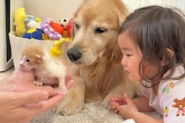 『2匹の赤ちゃん子猫』を預かった結果→気になった『女の子と犬たち』が…尊すぎる『仲間が増えた瞬間』が30万再生「お世話上手」「目が優しい」