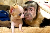 サルが『小さな子犬と一緒に暮らした』結果→犬猿の仲とは程遠い『人間のように可愛がる光景』にほっこり　互いに大好きが伝わる姿が微笑ましい
