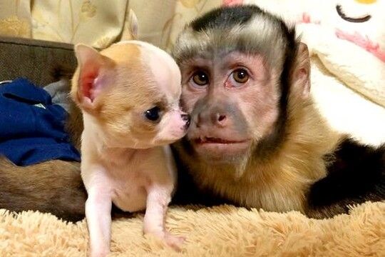サルが『小さな子犬と一緒に暮らした』結果→犬猿の仲とは程遠い『人間のように可愛がる光景』にほっこり 互いに大好きが伝わる姿が微笑ましい