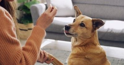 ご褒美をもらう犬