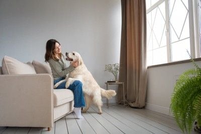 ソファで犬と戯れる