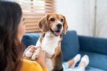 犬に伝わらない『愛情表現』5選　飼い主が良かれと思ってやりがちな意味のない行動とは？