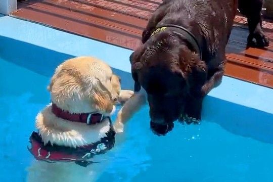 プールに落ちてしまった犬→『助けなきゃ！』と大型犬が慌てて…思わず感動する『まさかの光景』が47万再生「なんて優しいの」「いい子過ぎる」