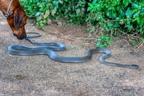 犬が遭遇すると危険な『野生動物』5選　散歩中に出くわしてしまったらどうすべき？