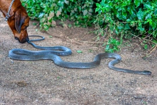 犬が遭遇すると危険な『野生動物』5選　散歩中に出くわしてしまったらどうすべき？