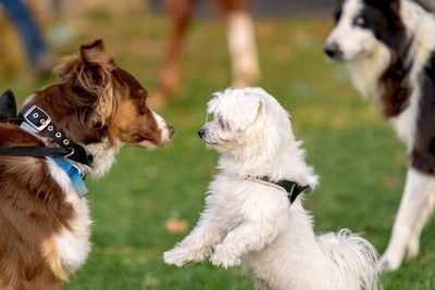 出会った犬たち